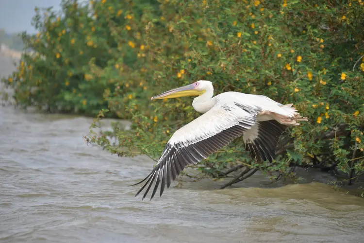  የኡንፋፍቻይ ደሴት/የወፎች ደሴት/The Island of Birds